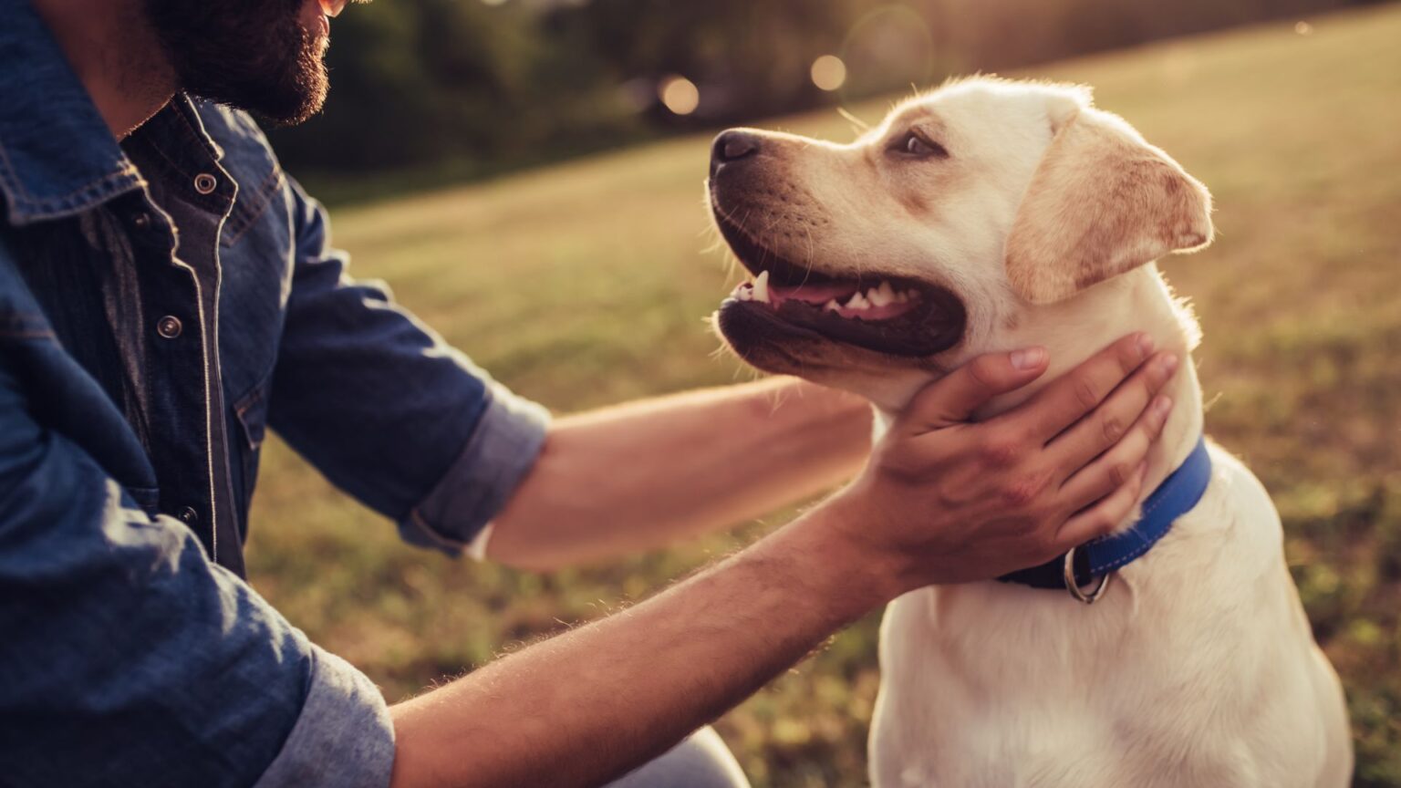 Egy férfi simogatja a boldog kutyáját a zöld fűben, napfényben.