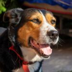 Egy boldog kutya napfényben, mosolyogva, piros nyakörvvel.