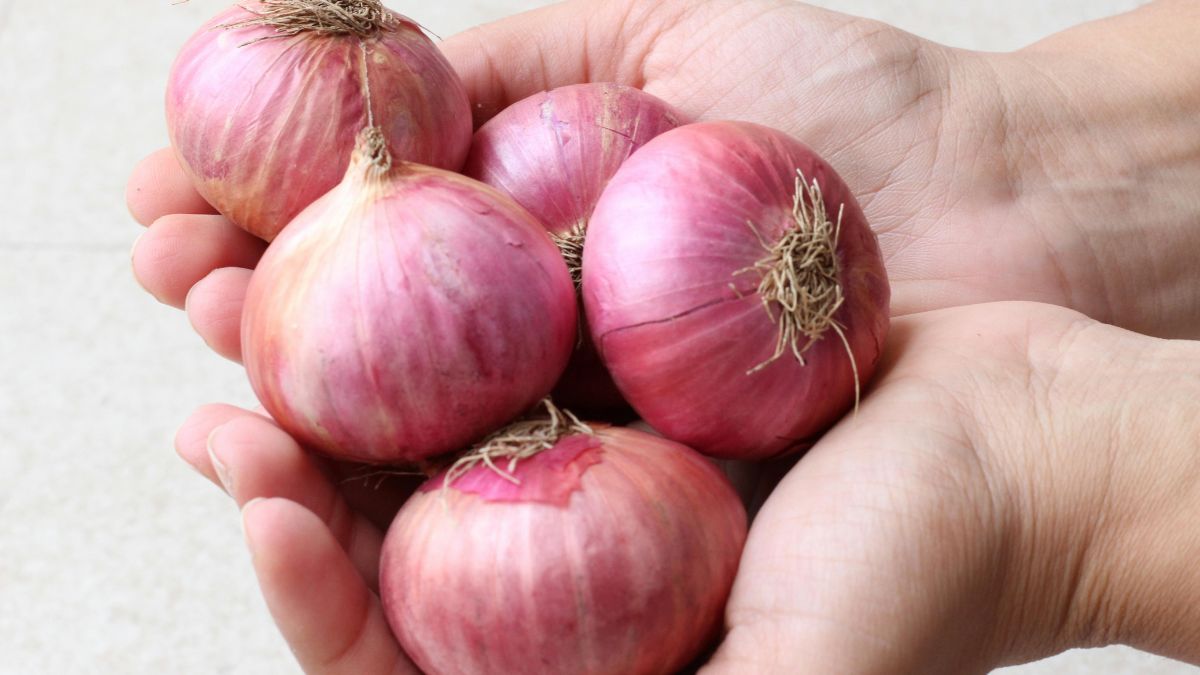 Két kézben tartott vöröshagymák, friss és egészséges megjelenésűek, készen állnak a felhasználásra.