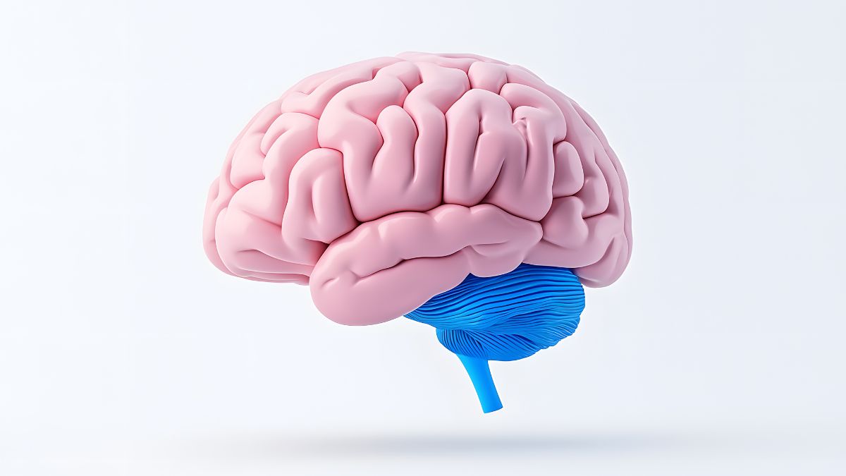 A kisagy és a nagyagy részletes, színes ábrázolása, kiemelve a mozgáskoordinációt segítő struktúrákat.