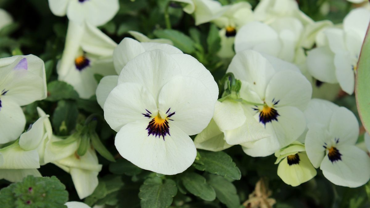 Fehér vadárvácska virágok, sárga és lila középponttal, zöld levelek között.