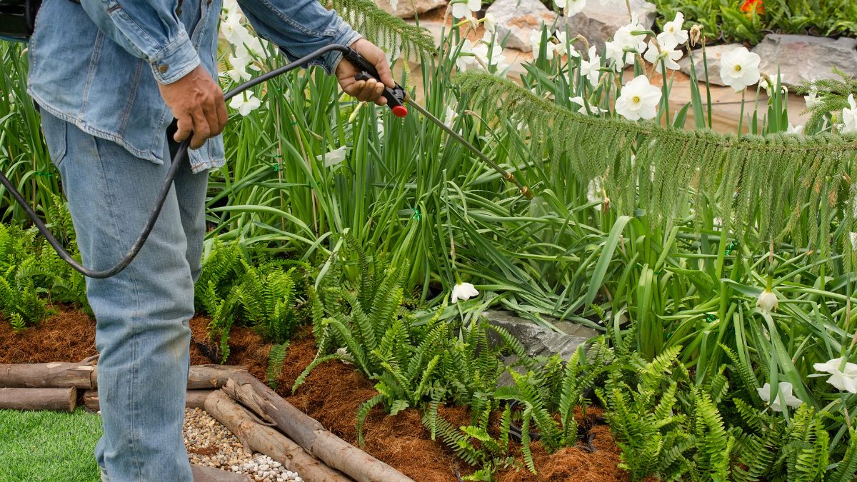 Egy férfi rovarirtót permetez a virágágyásban, zöld növények és virágok között.